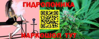 гашик Кингисепп